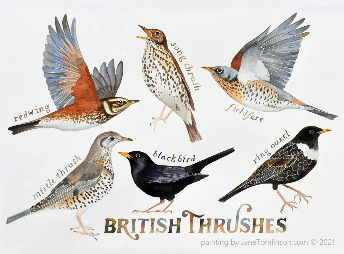 British thrushes - a painting of all 6 species of thrush