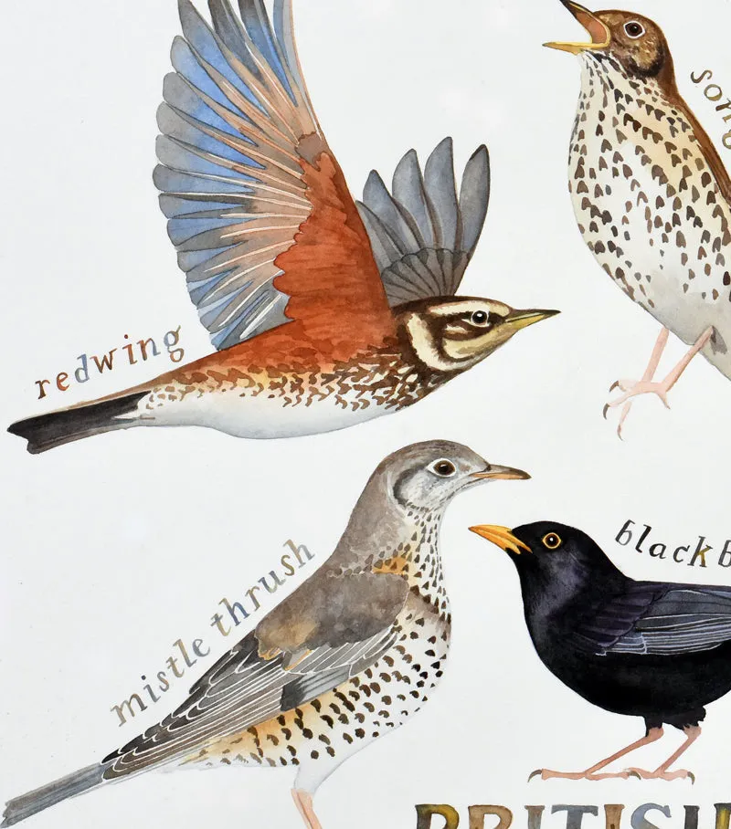 British thrushes - a painting of all 6 species of thrush