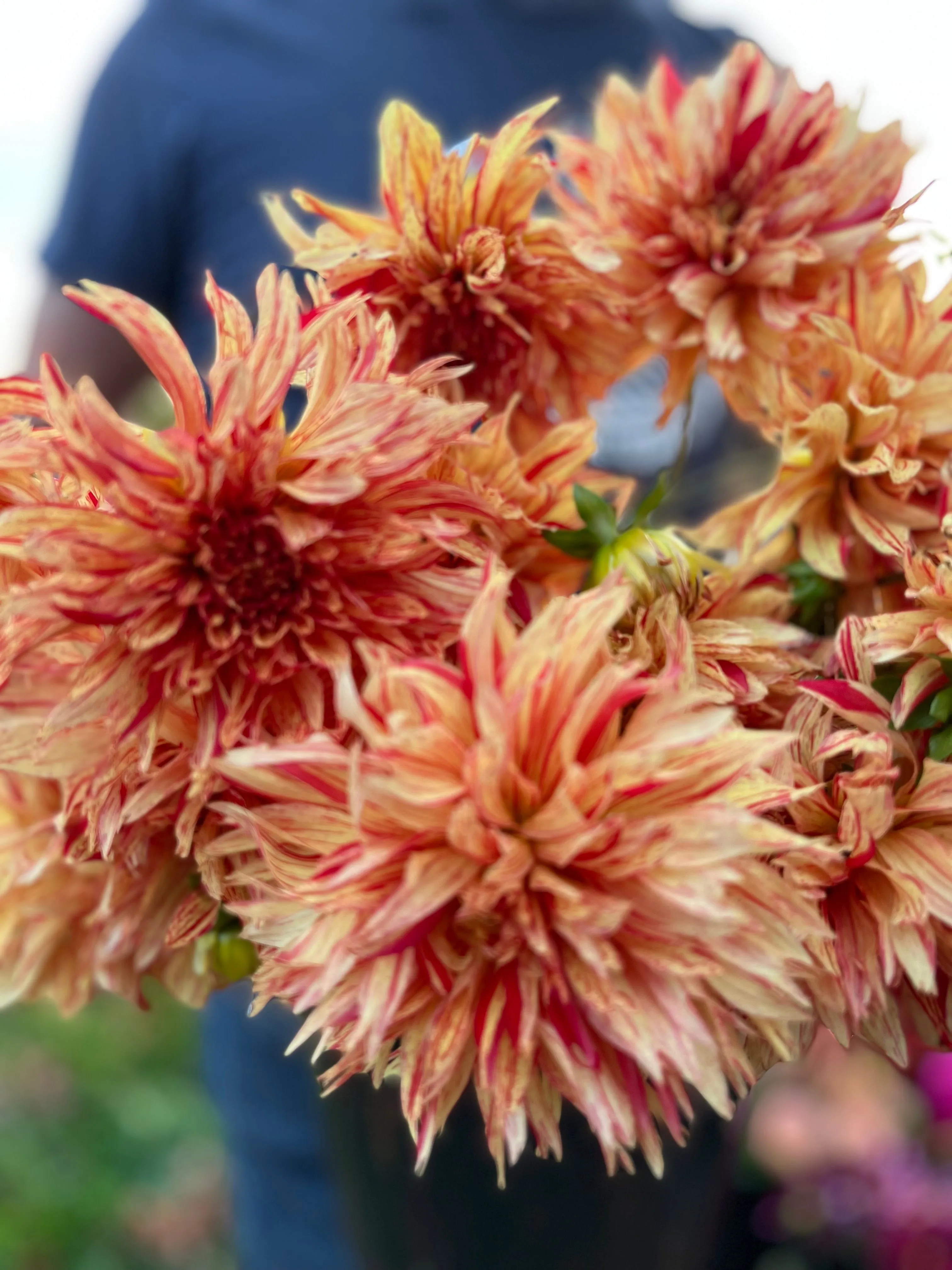 GG's Flaming Desire Dahlia Tuber