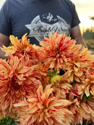 GG's Flaming Desire Dahlia Tuber