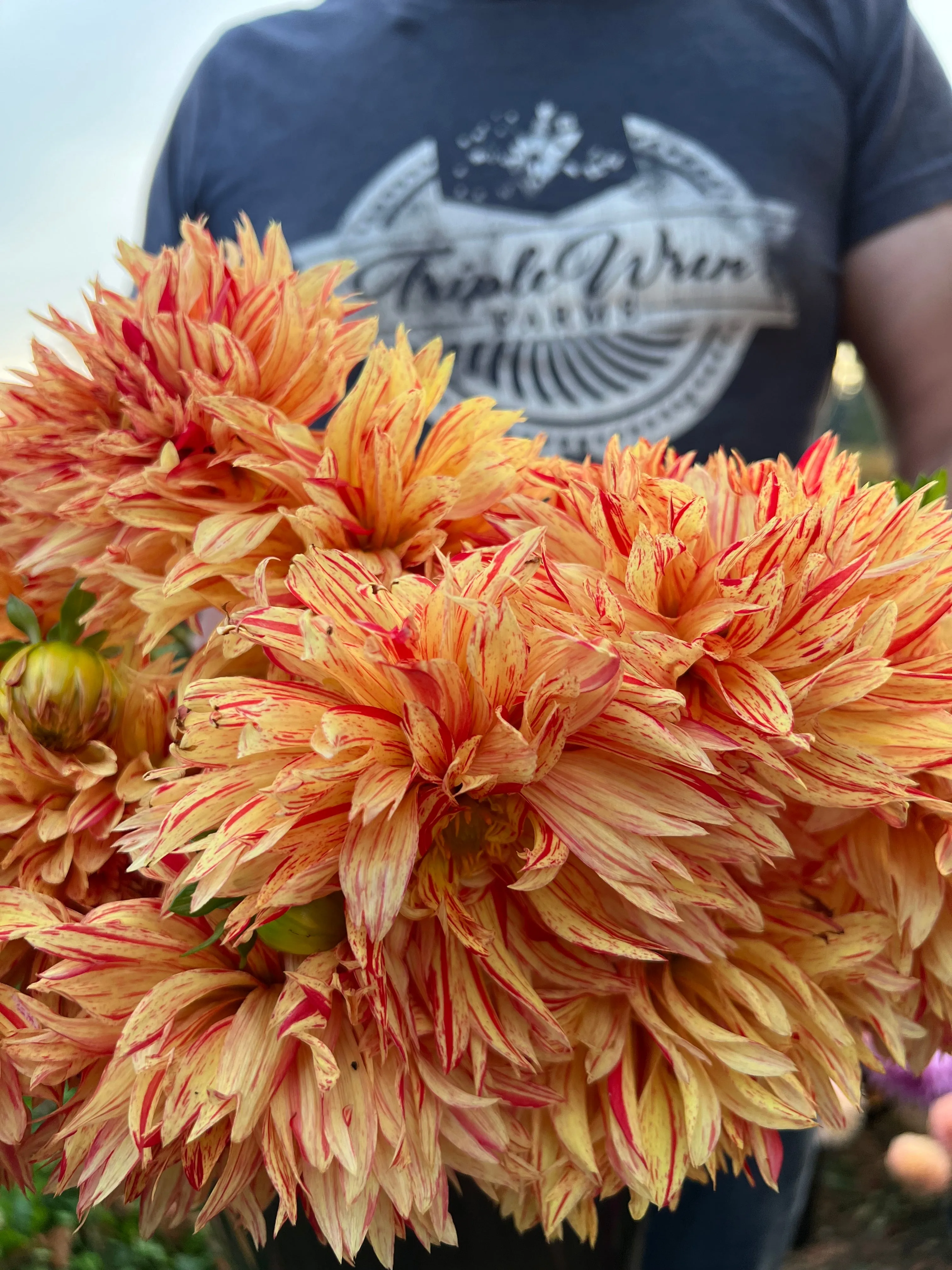 GG's Flaming Desire Dahlia Tuber